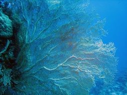 underwater plant in turquoise water