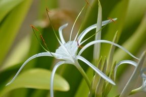 filigreed white blossom