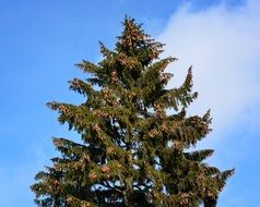 huge spruce with wide crowns