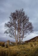 huge tree in the expanses of Scotland