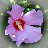 purple garden flower in spring