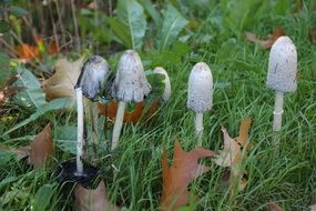 Coprinus, Autumn Mushrooms in grass