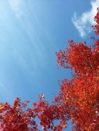 photo of red Leaves and blue Sky