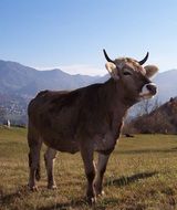 cow in the mountains