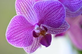 Blossoming beautiful orchid flowers