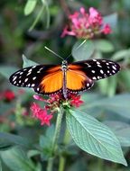 motley butterfly on the wild flower