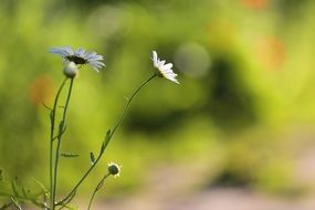 Beauty Chamomile
