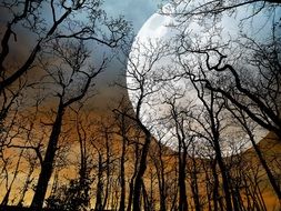 big moon on trees