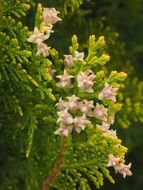 pale pink thuja flowers