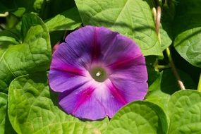 purple curly flower in the garden
