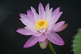 Water Lily, Nymphaea Aquatic, purple flower close up