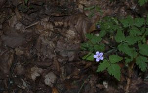 white and purple seasonal forest flower and green leaves
