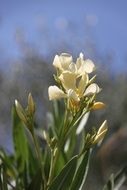 white spring flowers in sunny day