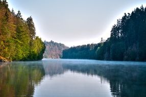 summer forest at calm wide River