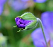 closed purple geranium bud