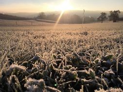 Meadow Frost