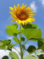 large sunflower