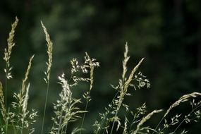 flowering grass in the summer