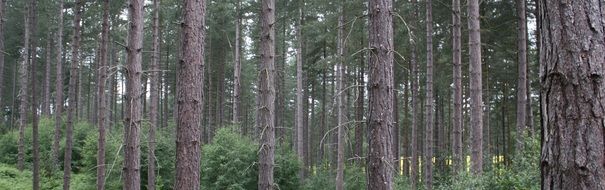 green pine trees in the forest