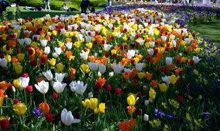 extraordinarily beautiful Tulips Park