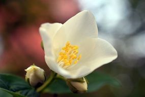 delightful beauty Jasmine