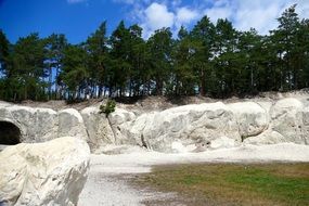 green trees on sandstone