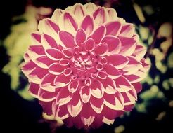 filtered shot of a flower