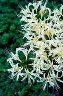 Japan Spider Lily