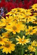Yellow and red flowers in the park