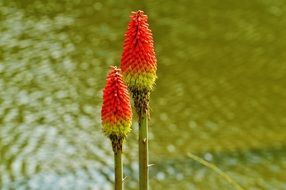 flower bloom near the reservoir