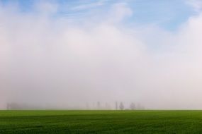 distant view of trees in a foggy morning