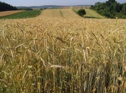 Corn on the field