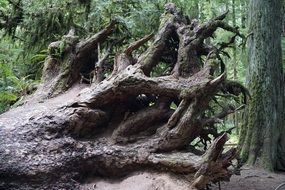 Cathedral Grove Victoria