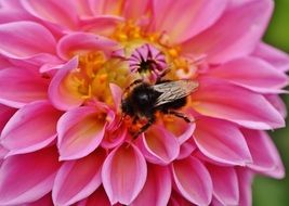 big fly on a pink dahlia