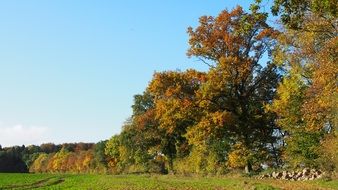 landscape of idyllic autumn day in a forest