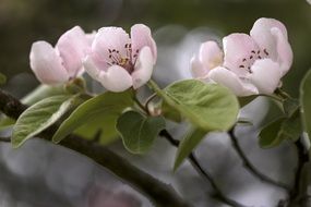 pink quince flowers