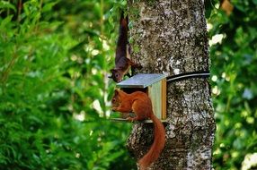 Two wild brown squirrels on a tree trunk in a feeding trough