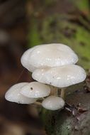 white mushrooms on a tree in the forest close-up on blurred background
