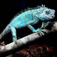 brightly colored dove lizard in the tropics