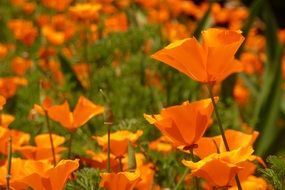 Orange Flowers in a field