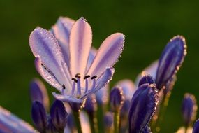 unimaginable Agapanthus Lily
