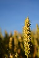 closeup picture of green spikelet of wheat on the field