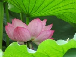 pink water lily among bright green leaves close up