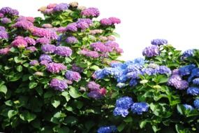 colorful Hydrangea Hedge at white background