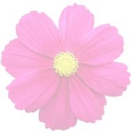 Flower Transparent Graphic drawing