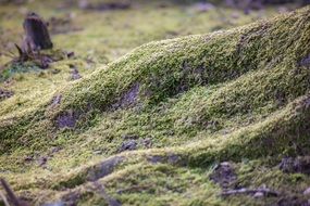 Mossy Tree Roots close up