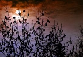 Forest Bush at dusk in the light of the moon