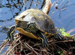 Red Bellied Turtle on the shore with the wood