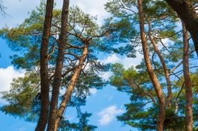 Wood Sky Pine