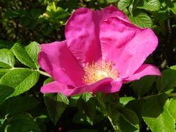 Pink flower in the green garden